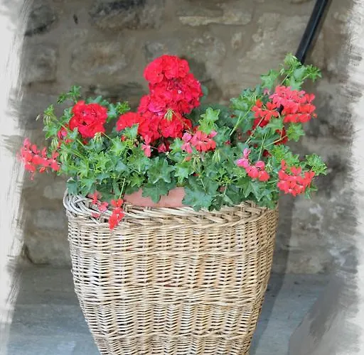 Souvenir De Tsaneli *