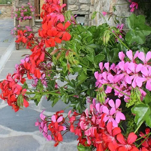 Apartment Souvenir De Tsaneli Roisan